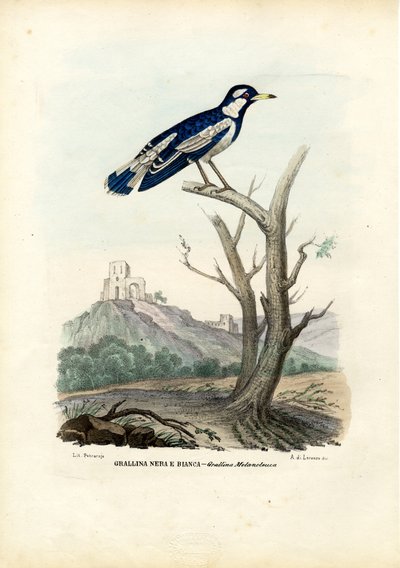 Magpie-Lark, 1863-79 by Raimundo Petraroja